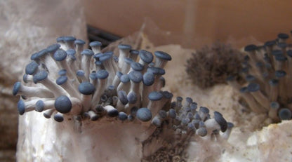 10 mL Blue Oyster (Pleurotus Ostreatus) Liquid Culture Syringe